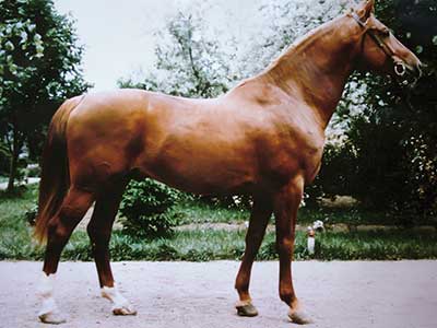 Lótenyésztés