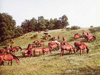 Lótenyésztés